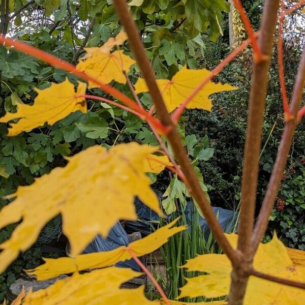 Acer platanoides Habitatea