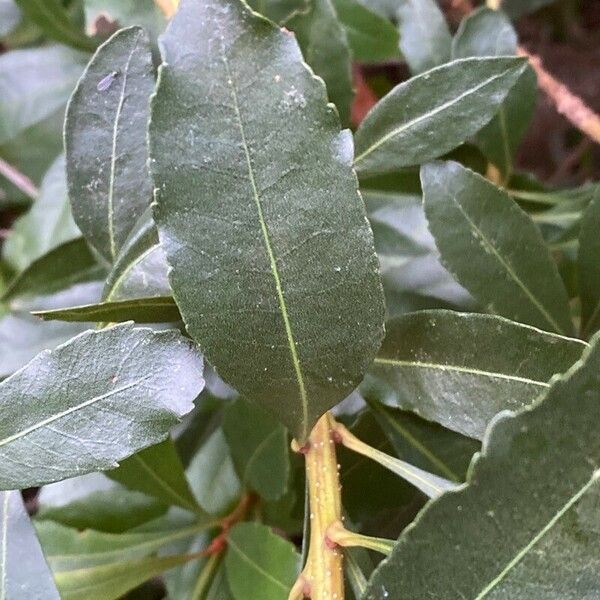 Morella faya Leaf