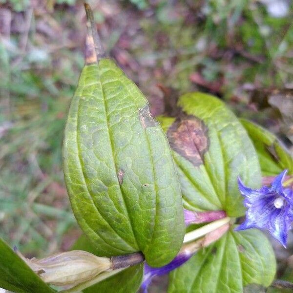 Gentiana asclepiadea 葉