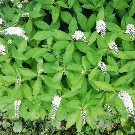 Lysimachia clethroides Hábito