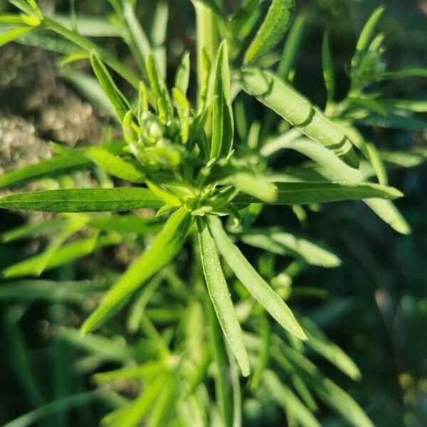 Artemisia dracunculus Fiore