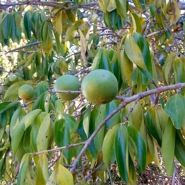 Strychnos madagascariensis Frutto