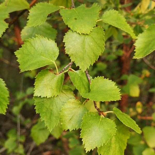 Betula occidentalis पत्ता