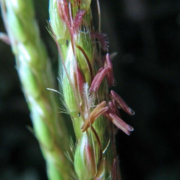 Ischaemum timorense Bark