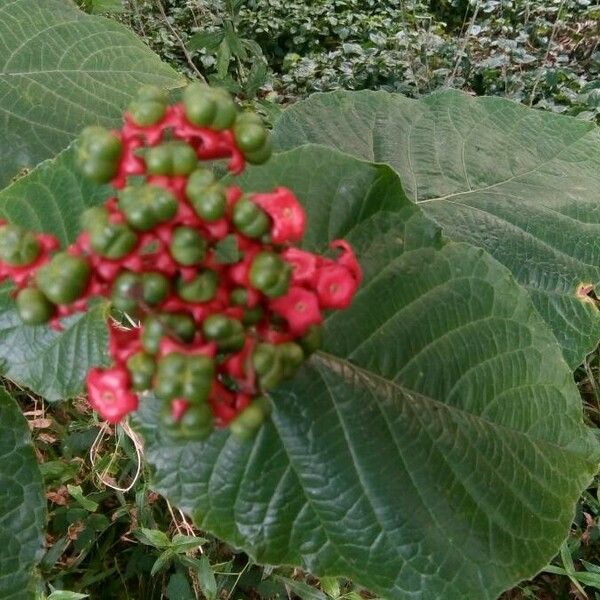 Clerodendrum speciosissimum Flor