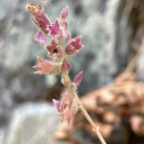 Teucrium marum Floare