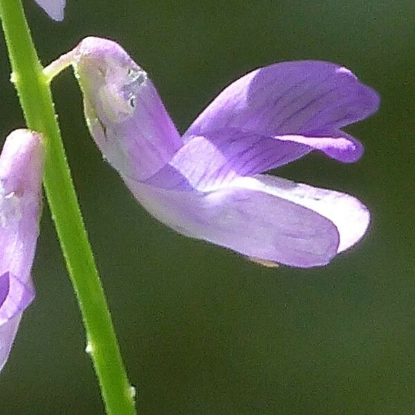 Vicia tenuifolia Blüte