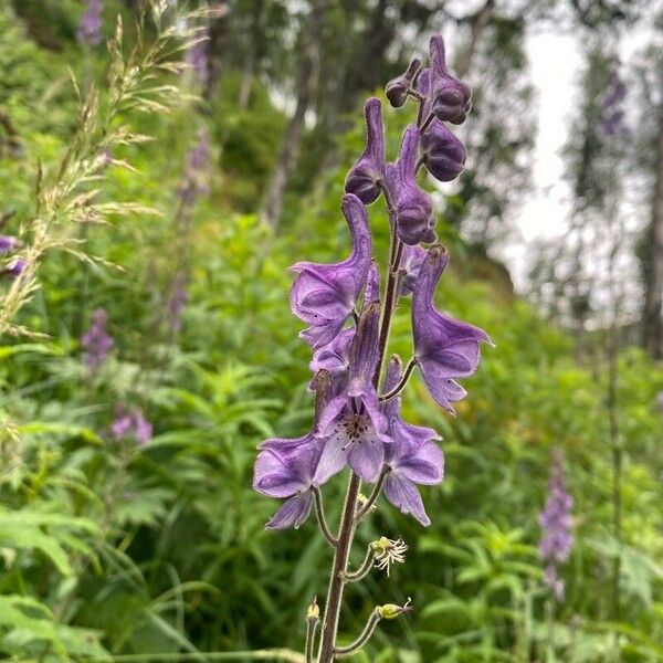 Aconitum septentrionale Õis