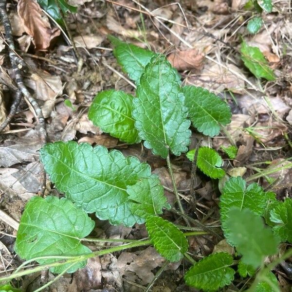 Betonica officinalis Leaf