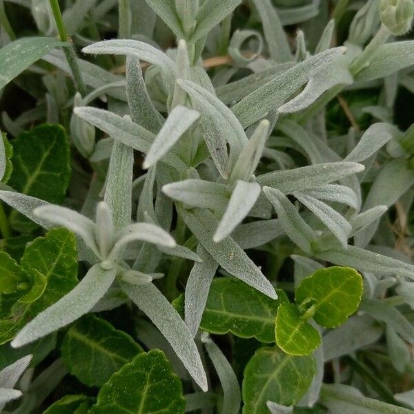 Cerastium tomentosum Leaf