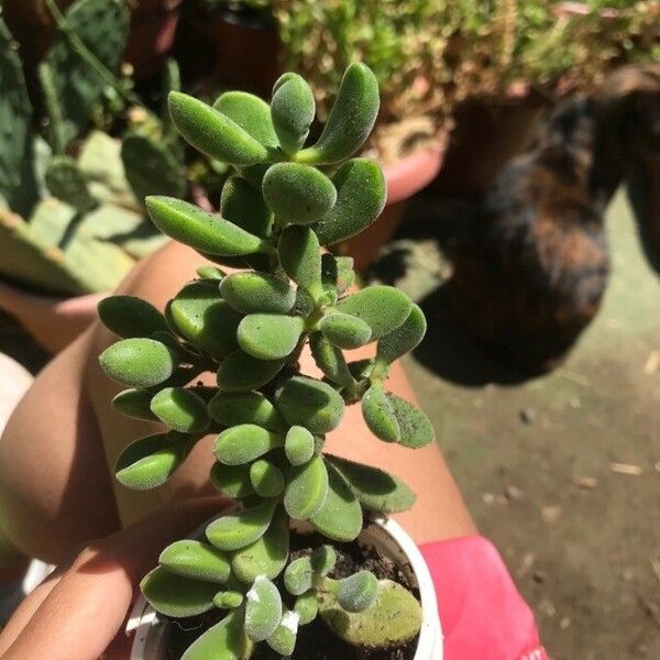 Crassula rogersii Folio