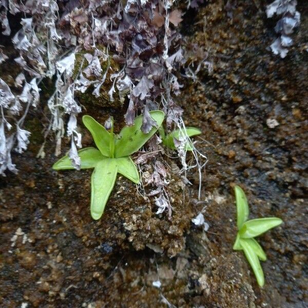 Pinguicula vulgaris Leaf