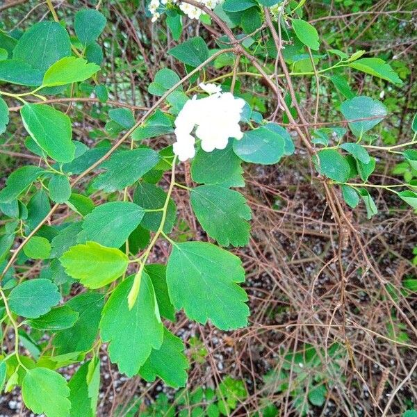 Spiraea chamaedryfolia पत्ता