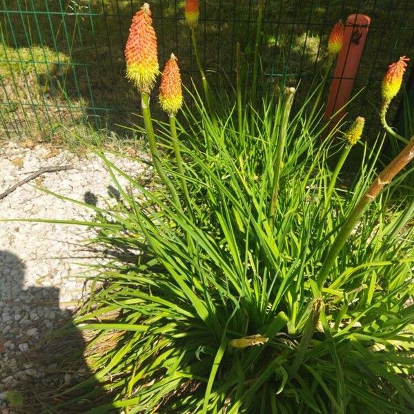 Kniphofia uvaria Kvet