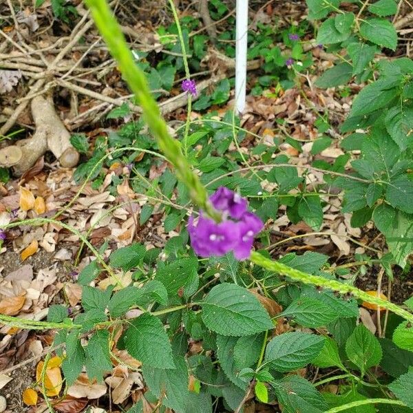 Stachytarpheta indica 花