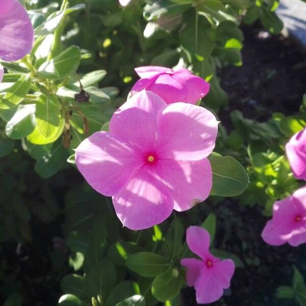 Catharanthus roseus Cvet