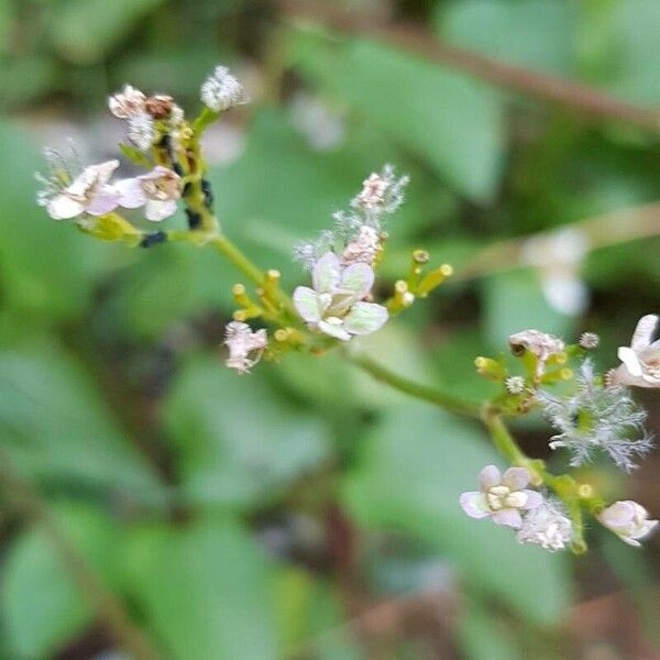 Valeriana tripteris Fleur