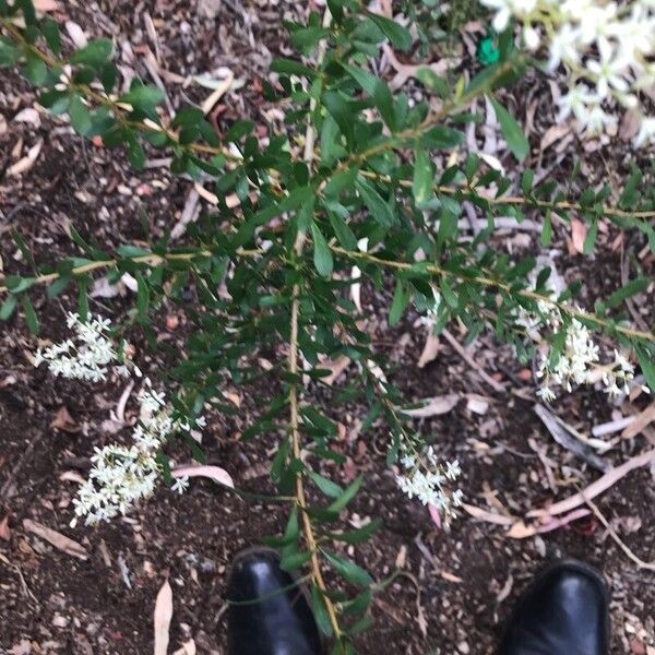 Bursaria spinosa Leaf