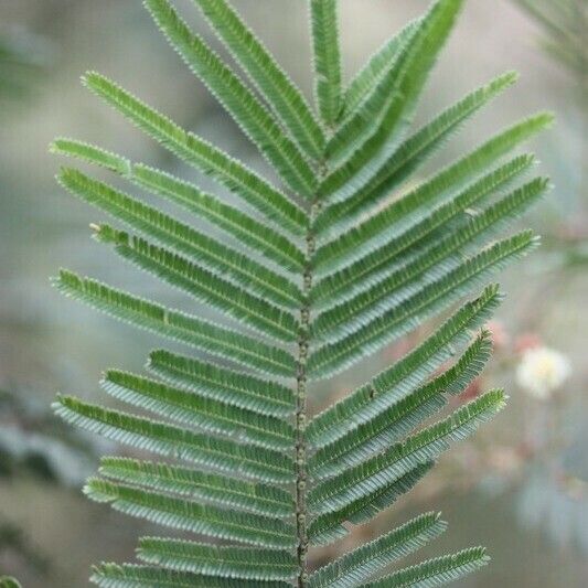 Acacia mearnsii Annet