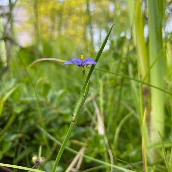 Sisyrinchium montanum Virág