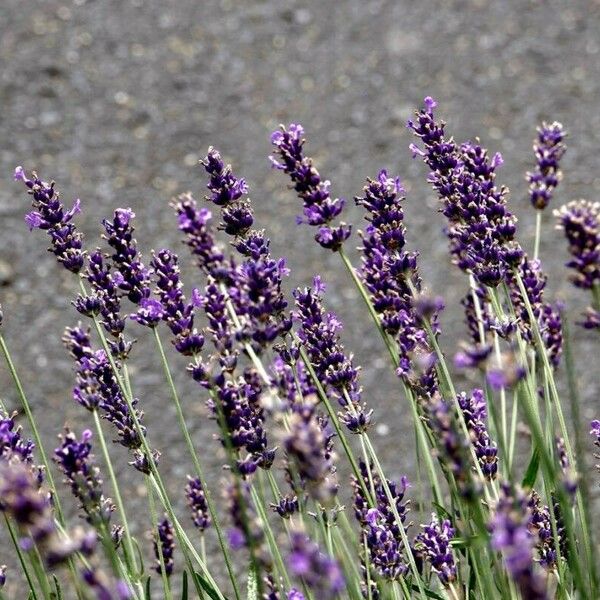 Lavandula angustifolia Sonstige