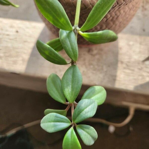 Peperomia verticillata Lehti