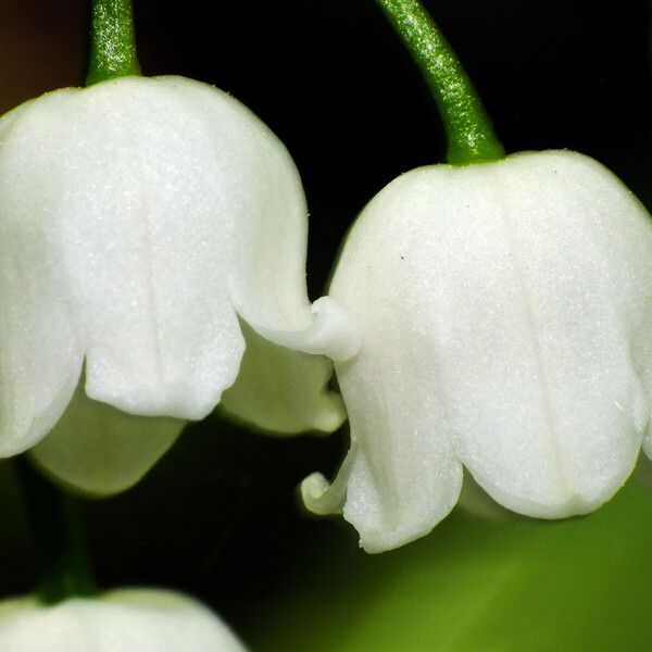 Convallaria majalis Flower