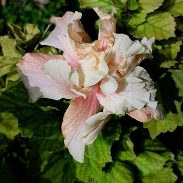 Hibiscus mutabilis Flor