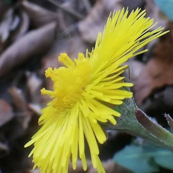 Tussilago farfara Çiçek