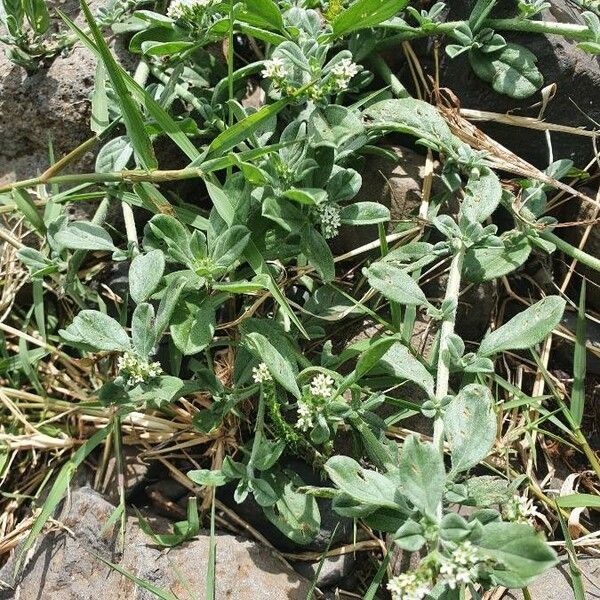 Heliotropium supinum Leaf