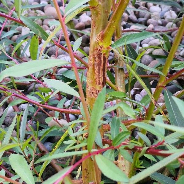 Salix purpurea Bark