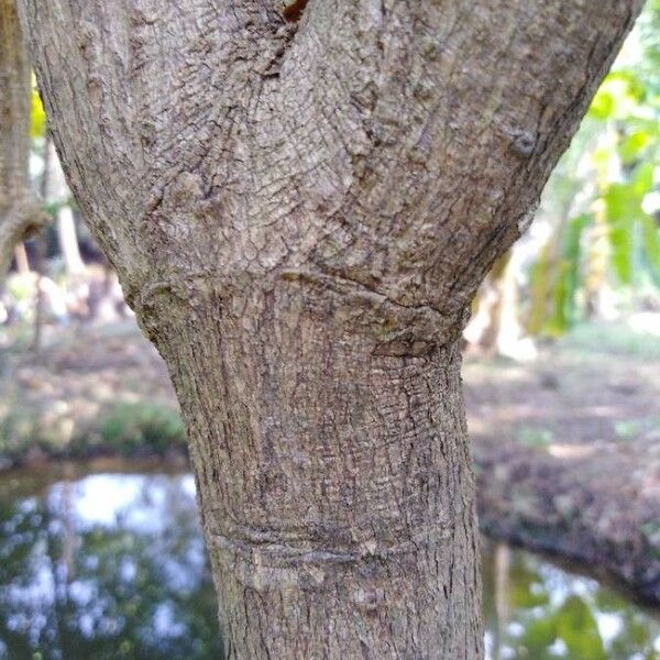 Morinda citrifolia Кора