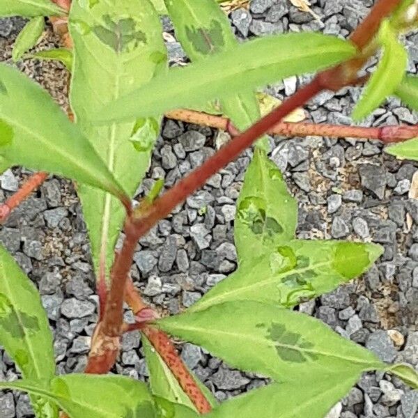 Persicaria lapathifolia Bark