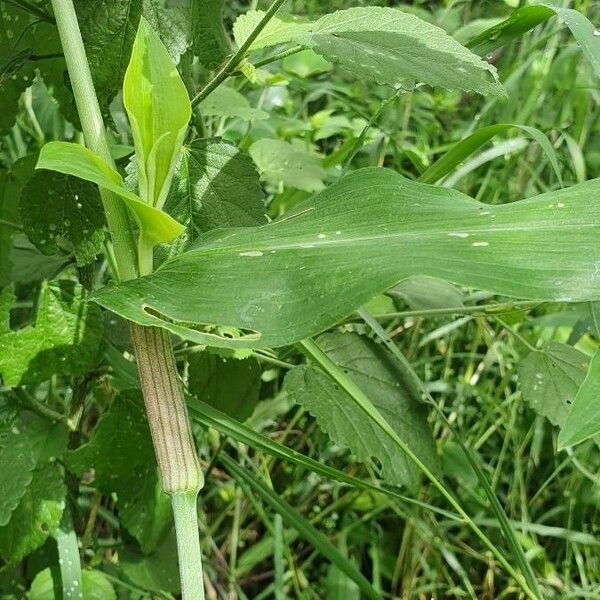 Commelina diffusa Frunză