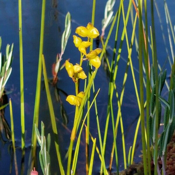 Scheuchzeria palustris Frukt