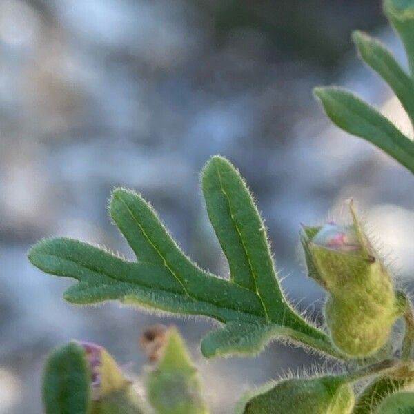 Teucrium botrys Leaf