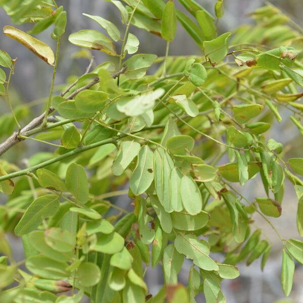 Apoplanesia paniculata Leaf