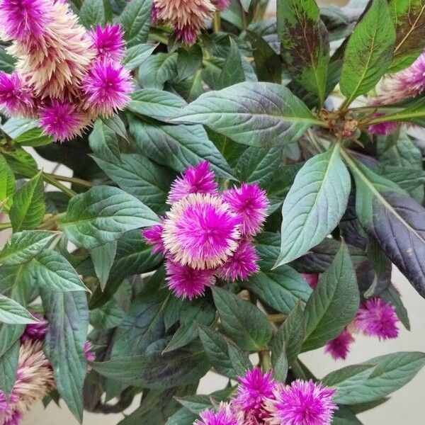 Celosia argentea Flor