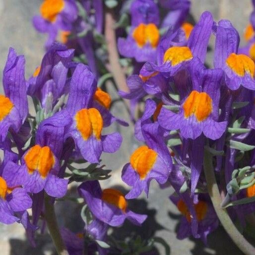 Linaria alpina Çiçek