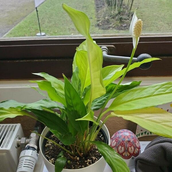 Spathiphyllum wallisii Buveinė