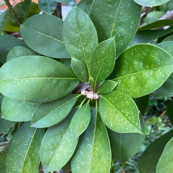 Solandra grandiflora 葉