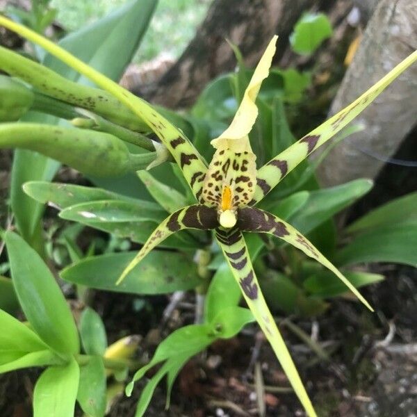 Brassia caudata 花