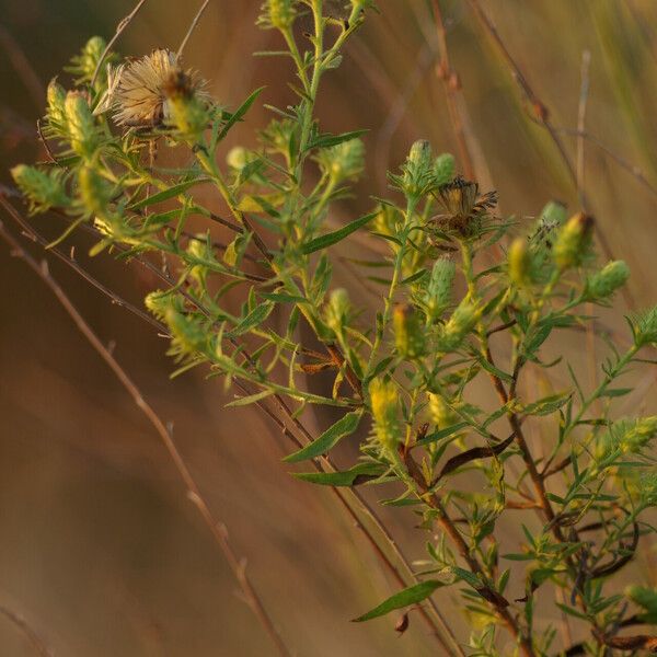 Chiliadenus glutinosus Habit