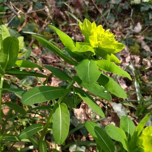 Euphorbia hyberna Plante entière