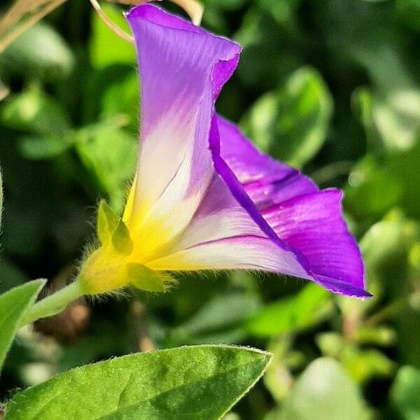 Convolvulus tricolor Květ