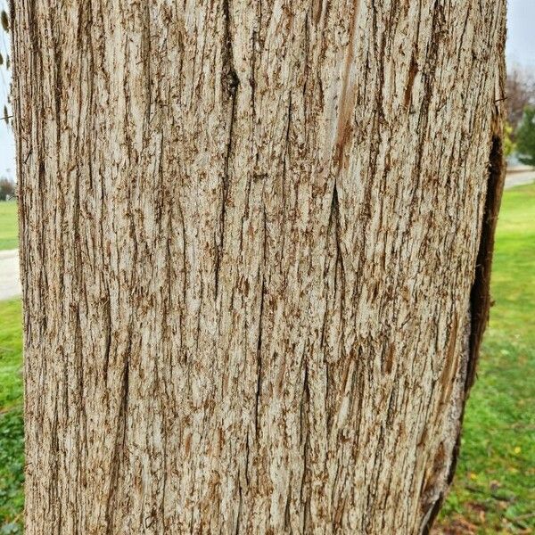 Salix babylonica Bark