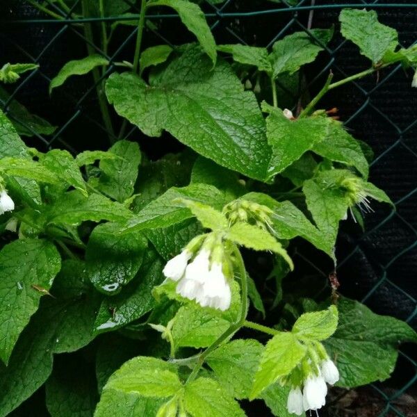 Symphytum orientale Blomma