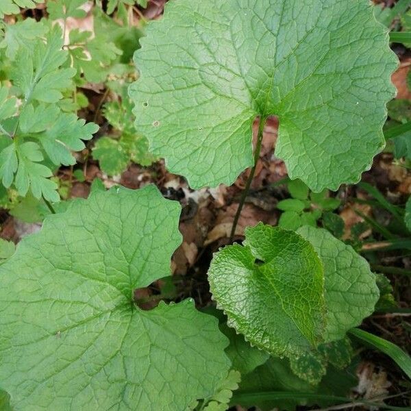 Alliaria petiolata Blad