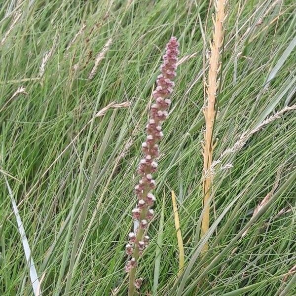 Triglochin maritima Flor