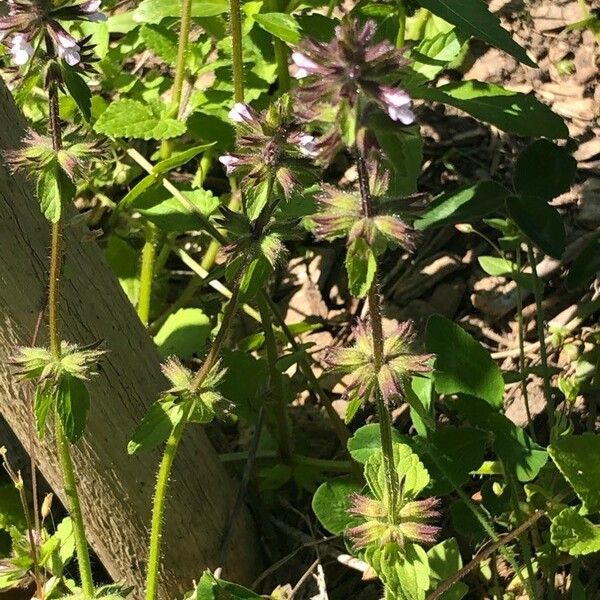 Stachys arvensis Bloem